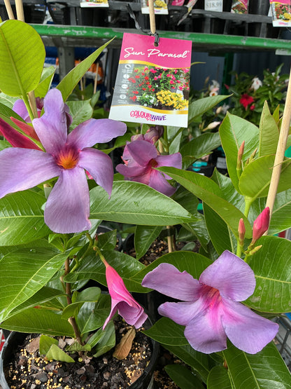 Mandevilla Sun Parasol ‘Bluephoria’