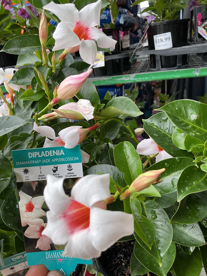 Dipladenia Diamantina ‘Jade Appleblossom’