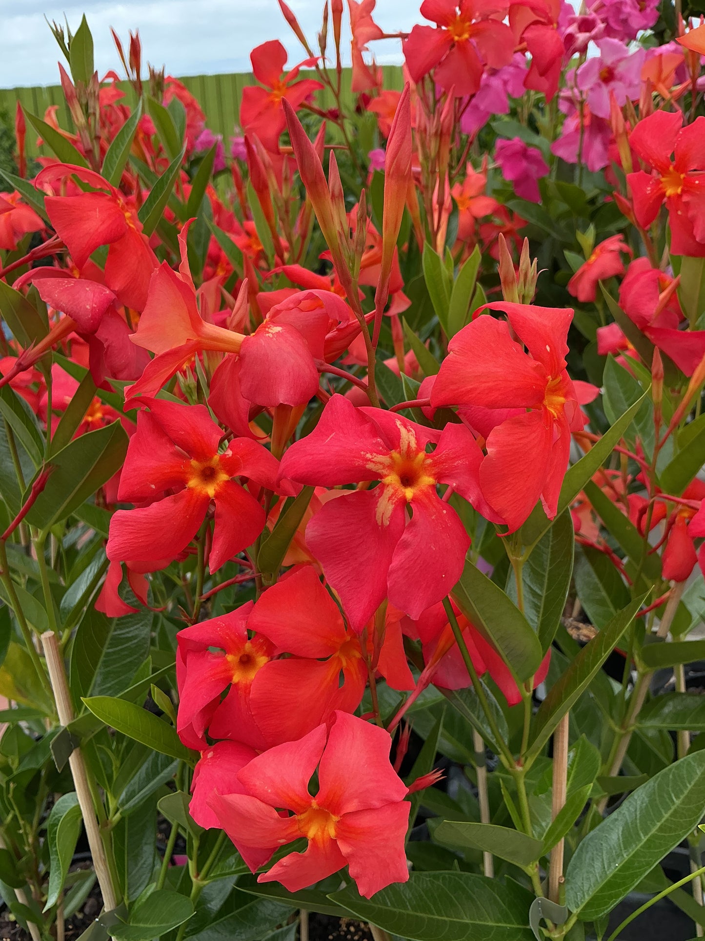 Mandevilla Sun Parasol ‘Up Orange’