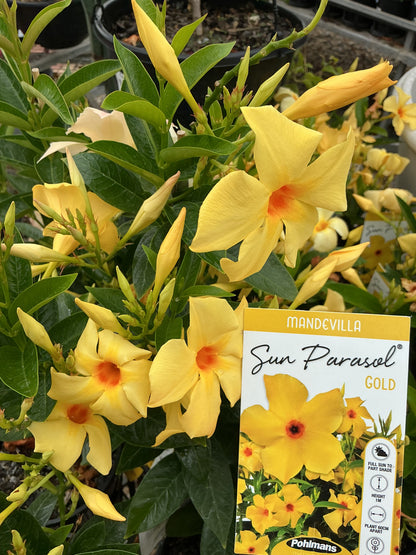 Mandevilla Sun Parasol ‘Gold’
