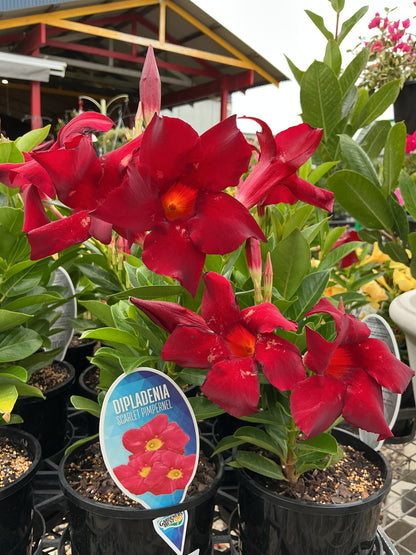 Dipladenia ‘Scarlet Pimpernel’