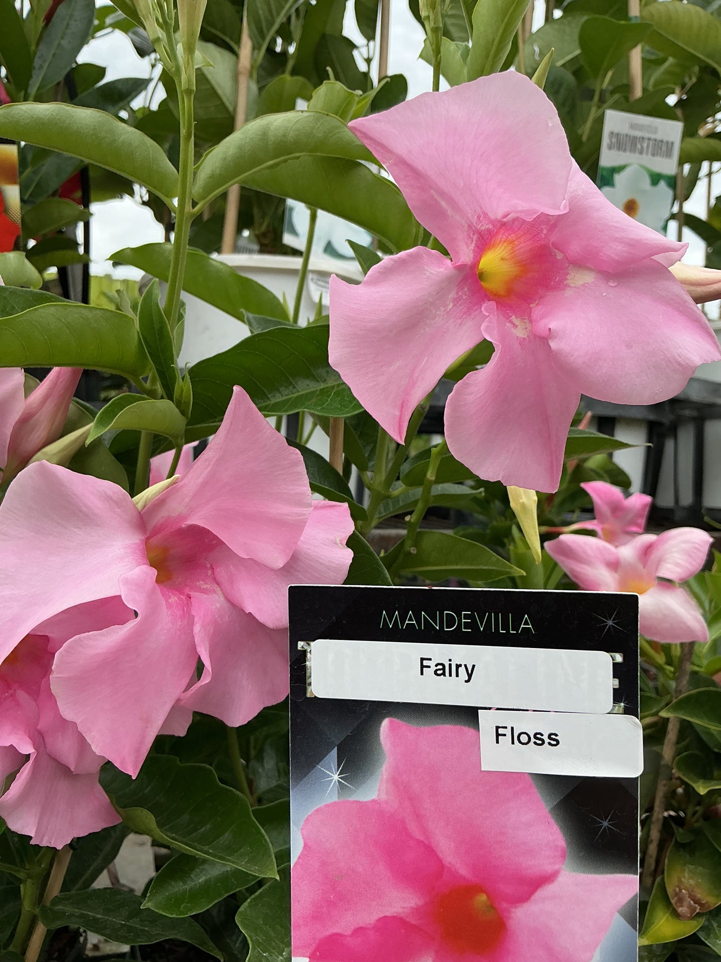 Mandevilla ‘Fairy Floss’