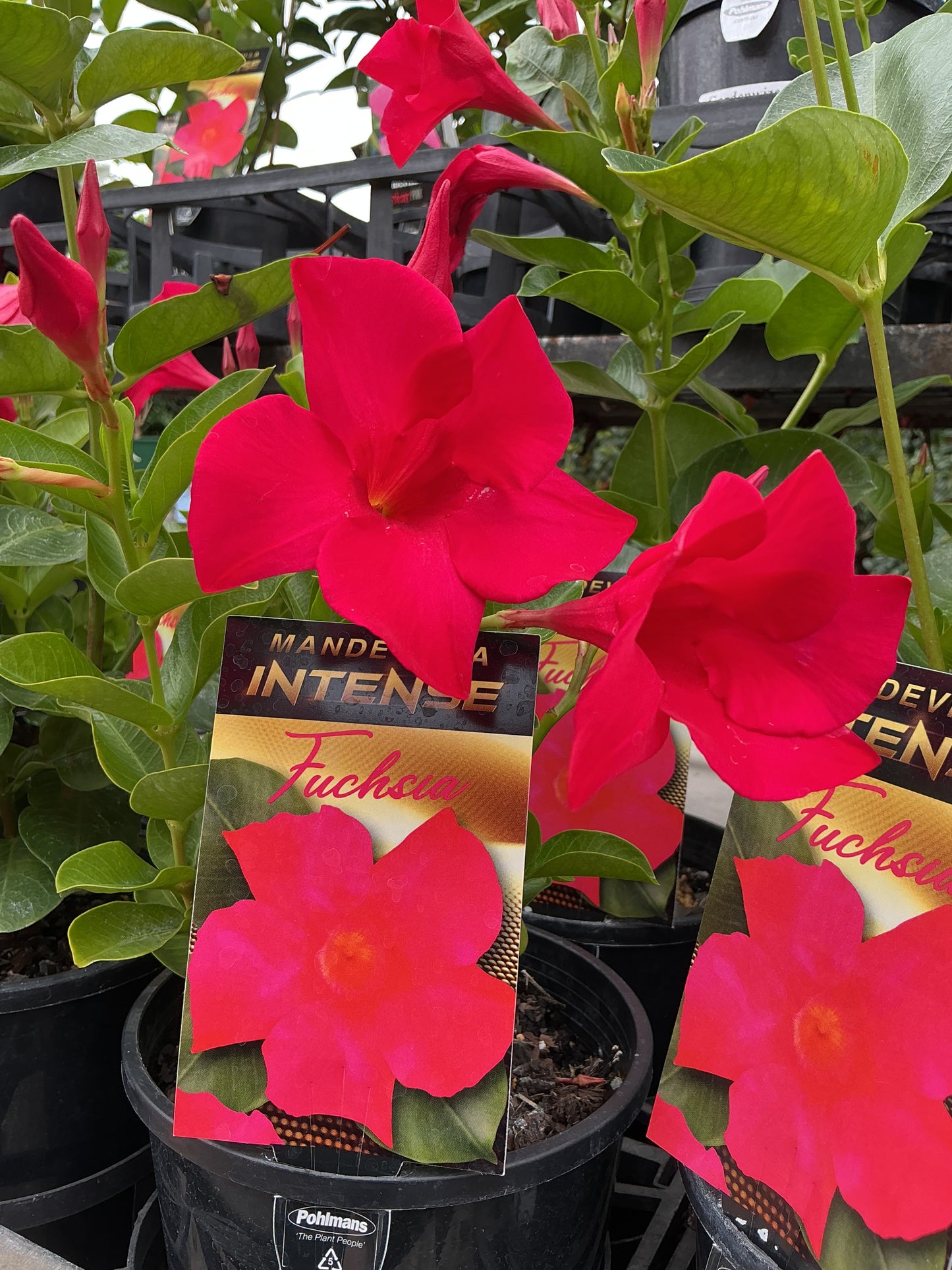 Mandevilla ‘Intense Fuchsia’