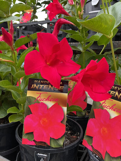 Mandevilla ‘Intense Fuchsia’