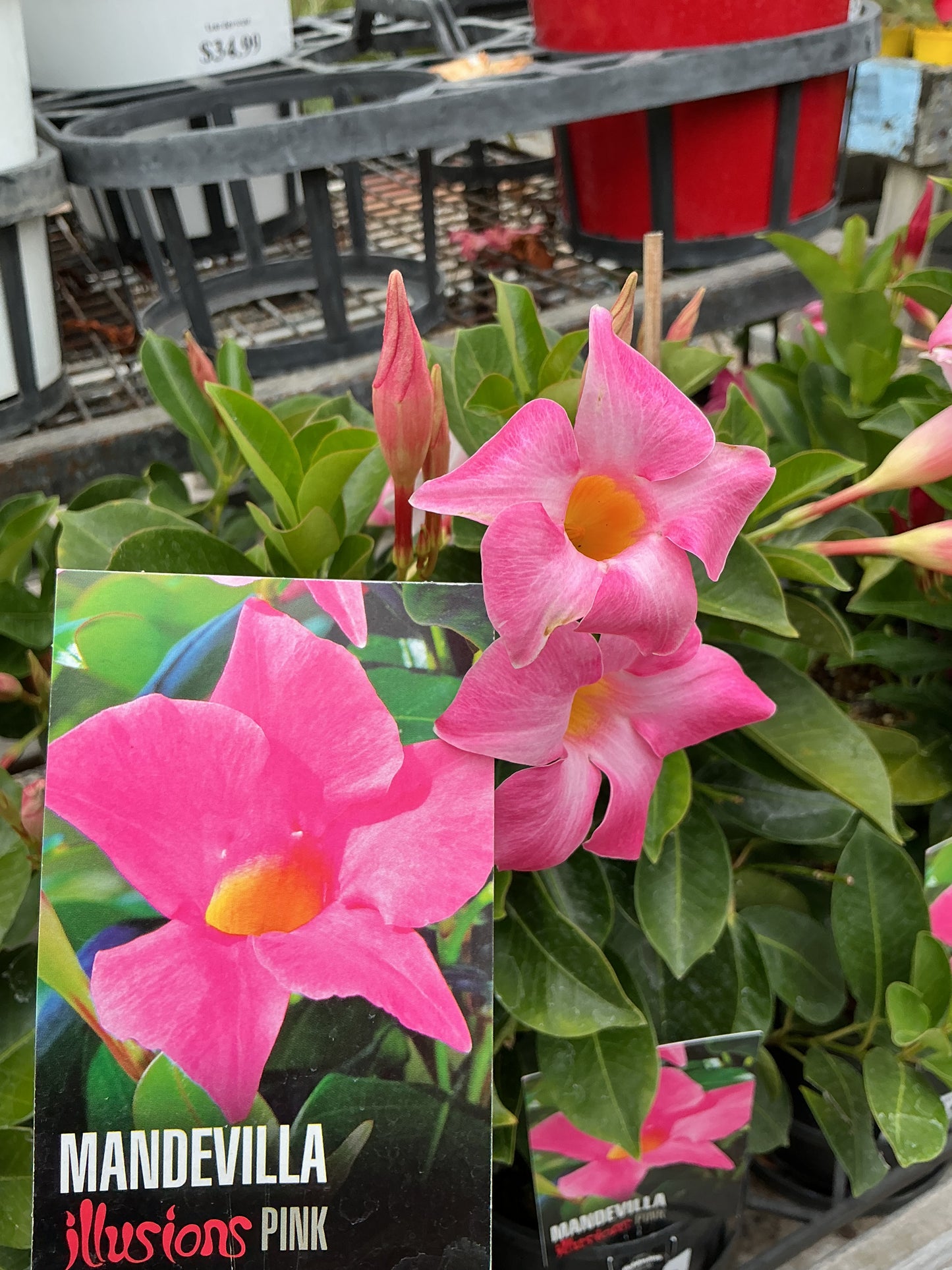 Mandevilla ‘Illusions Pink’
