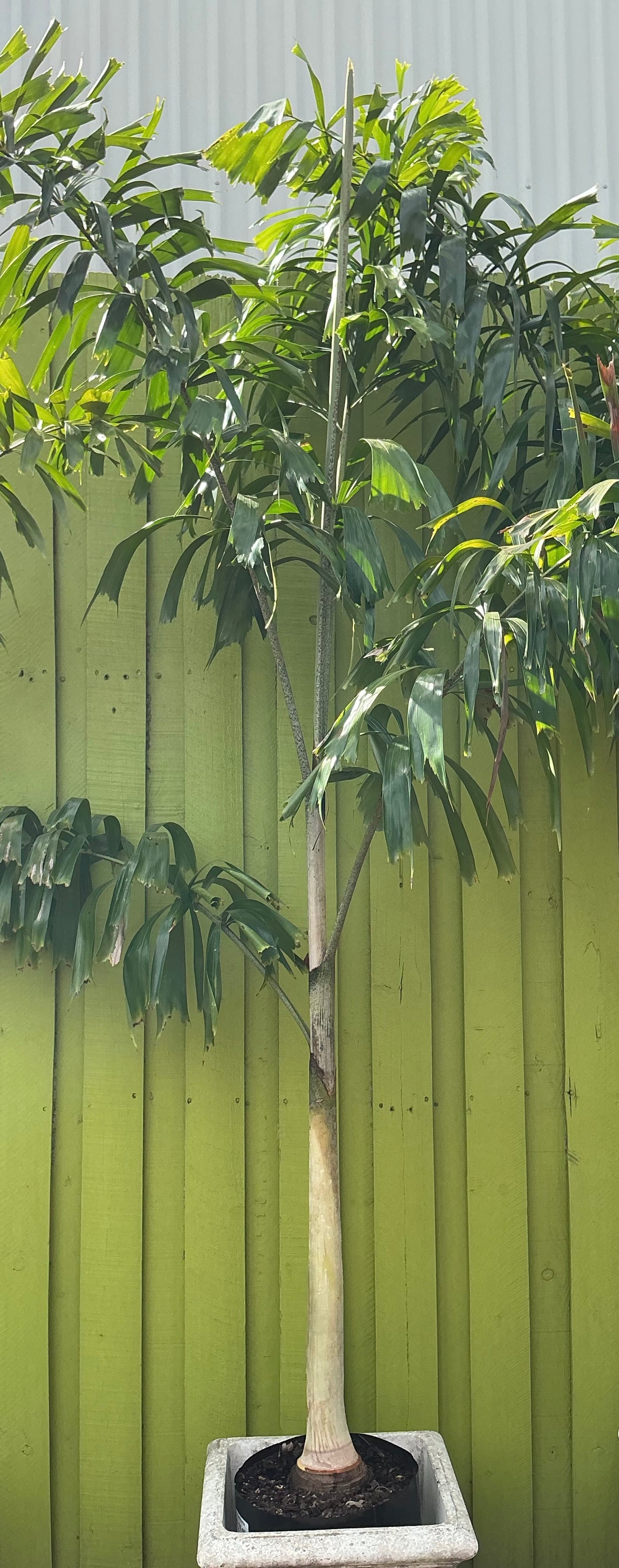 Foxtail Palm (Wodyetia bifurcata)
