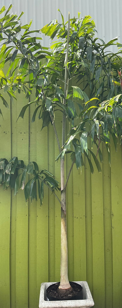 Foxtail Palm (Wodyetia bifurcata)