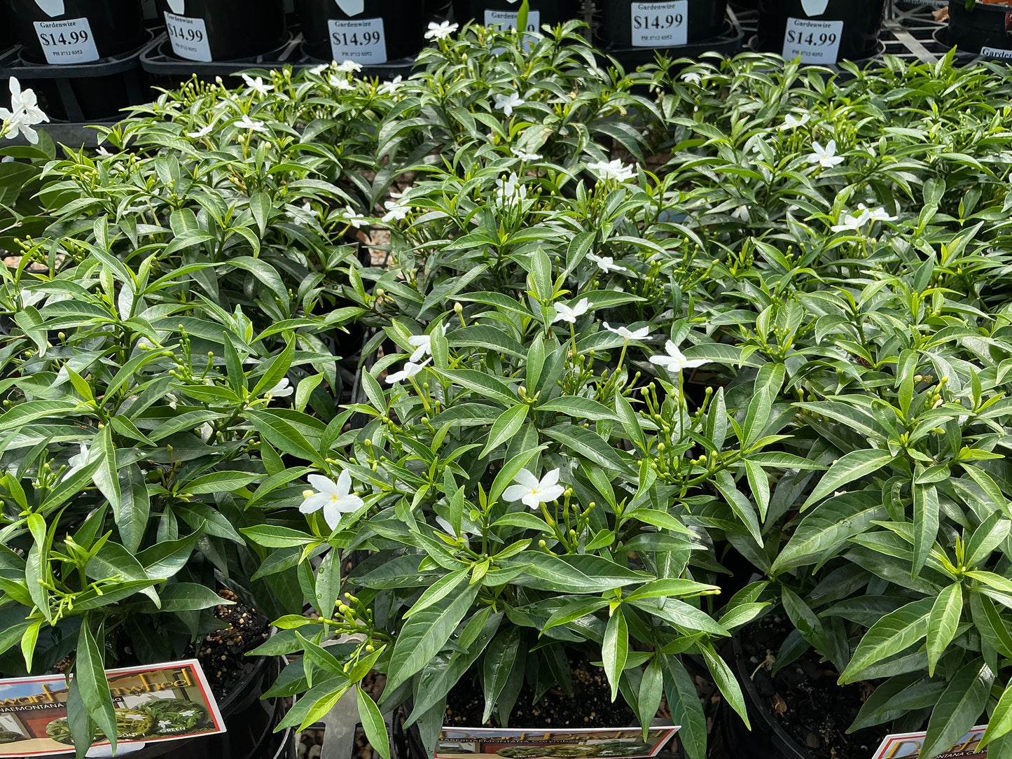 Tabernaemontana corymbosa 'Little Emerald’