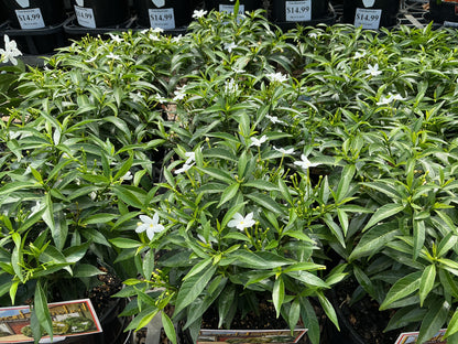 Tabernaemontana corymbosa 'Little Emerald’