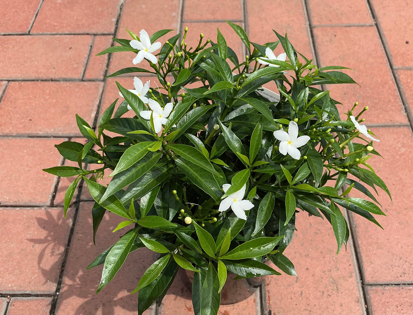 Tabernaemontana corymbosa 'Little Emerald’