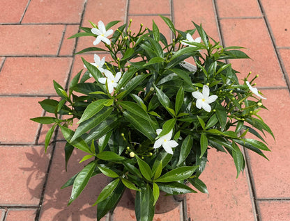 Tabernaemontana corymbosa 'Little Emerald’