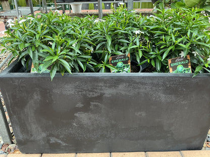 Tabernaemontana corymbosa 'Little Emerald’