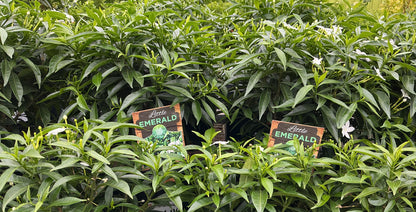 Tabernaemontana corymbosa 'Little Emerald’