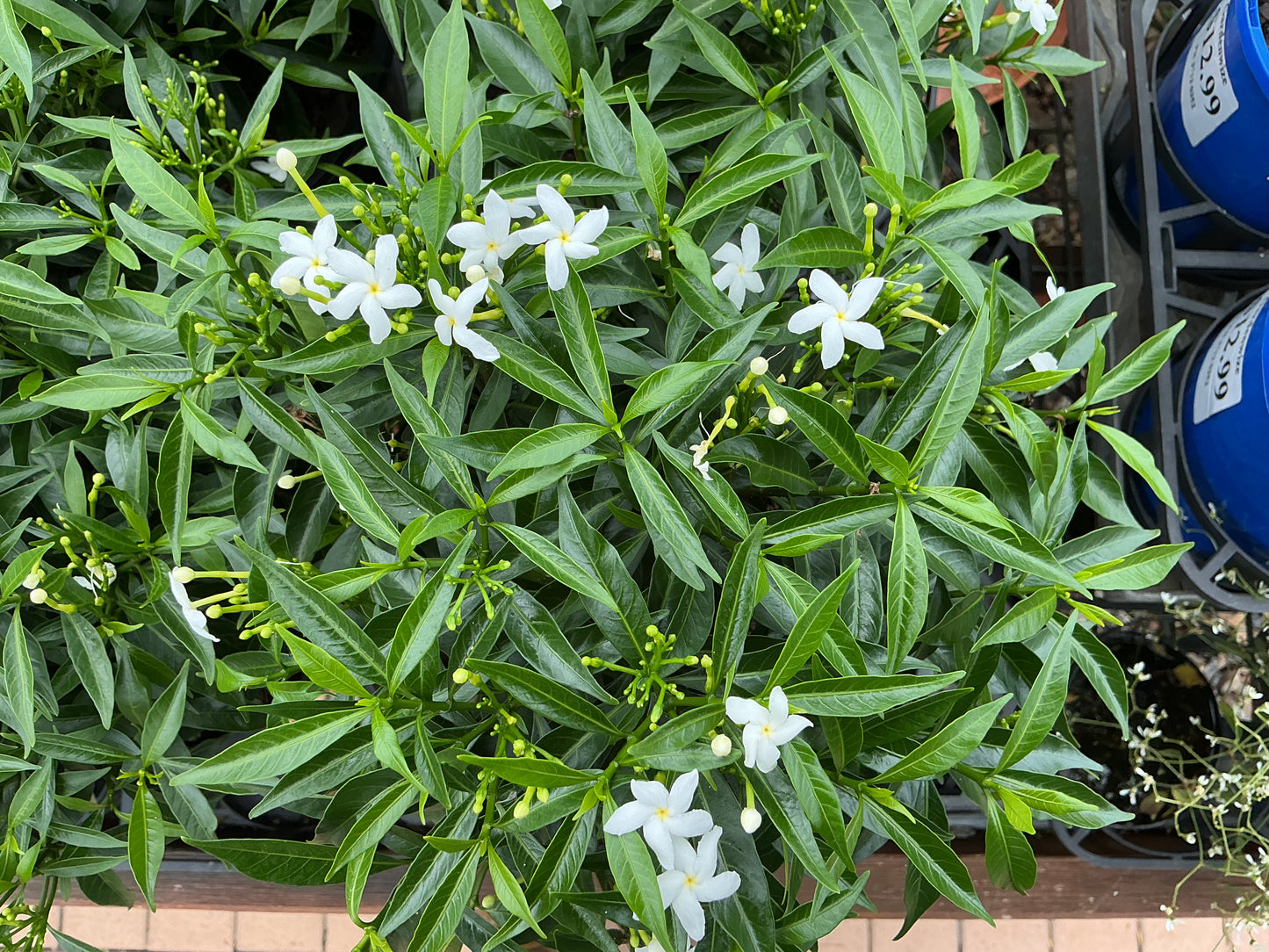 Tabernaemontana corymbosa 'Little Emerald’