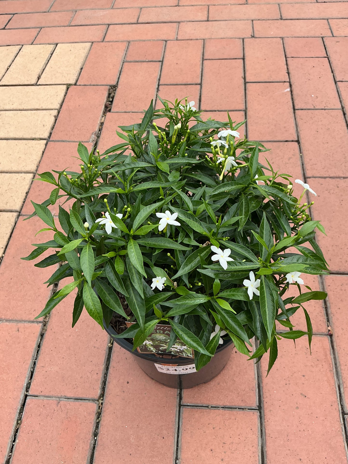 Tabernaemontana corymbosa 'Little Emerald’