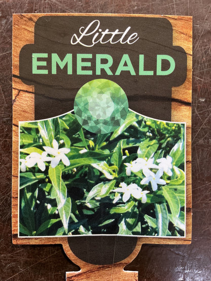 Tabernaemontana corymbosa 'Little Emerald’