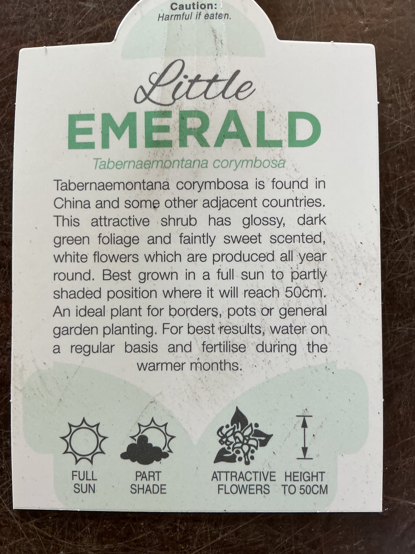 Tabernaemontana corymbosa 'Little Emerald’