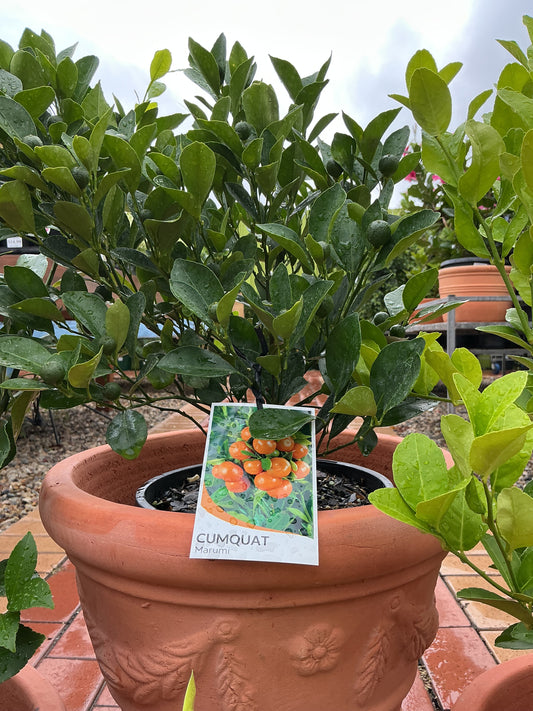 Cumquat (Marumi)