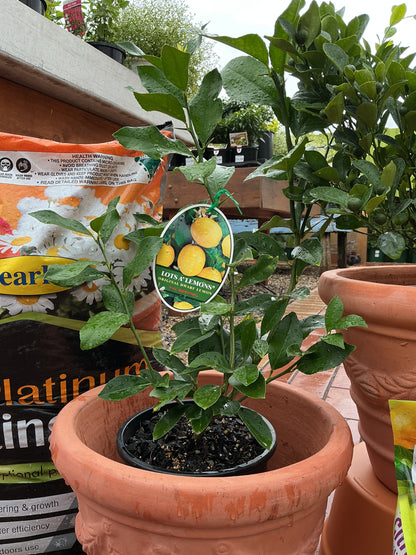 Patio Lemon (Lotsa Lemons)