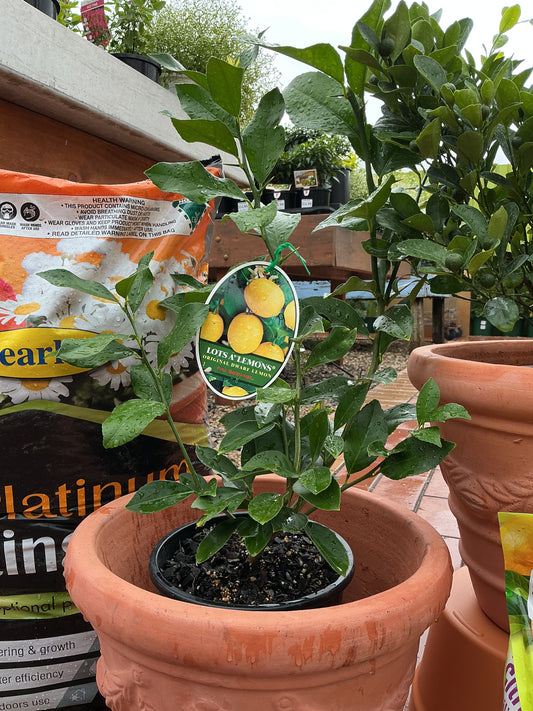 ‘Lots A’ Lemon' Dwarf Lemon