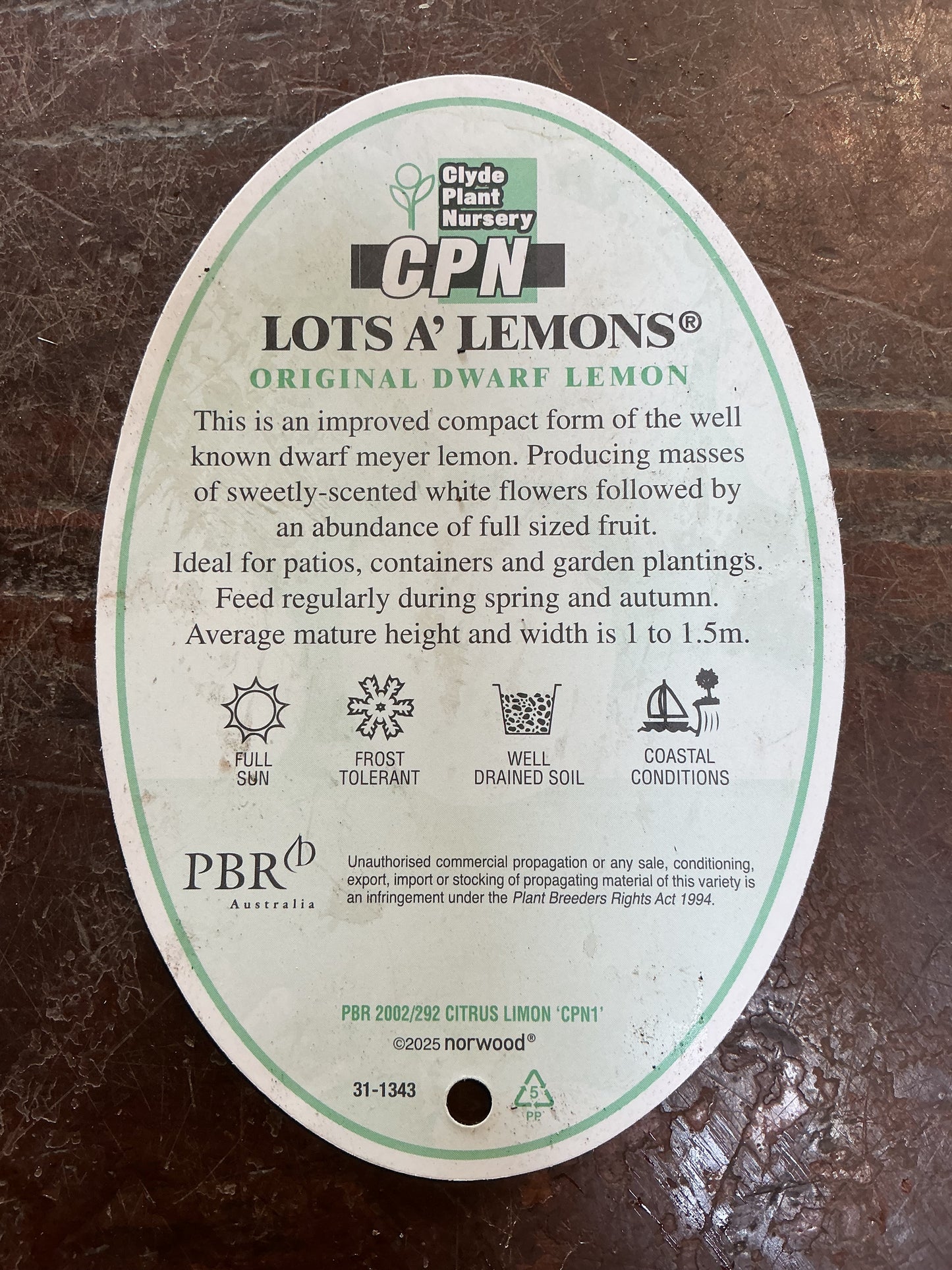 Patio Lemon (Lotsa Lemons)