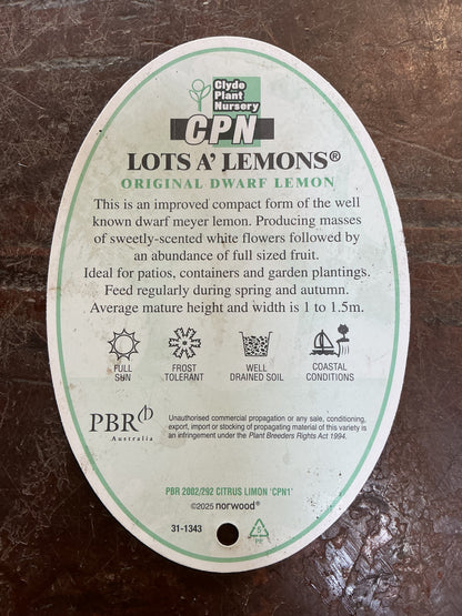 Patio Lemon (Lotsa Lemons)
