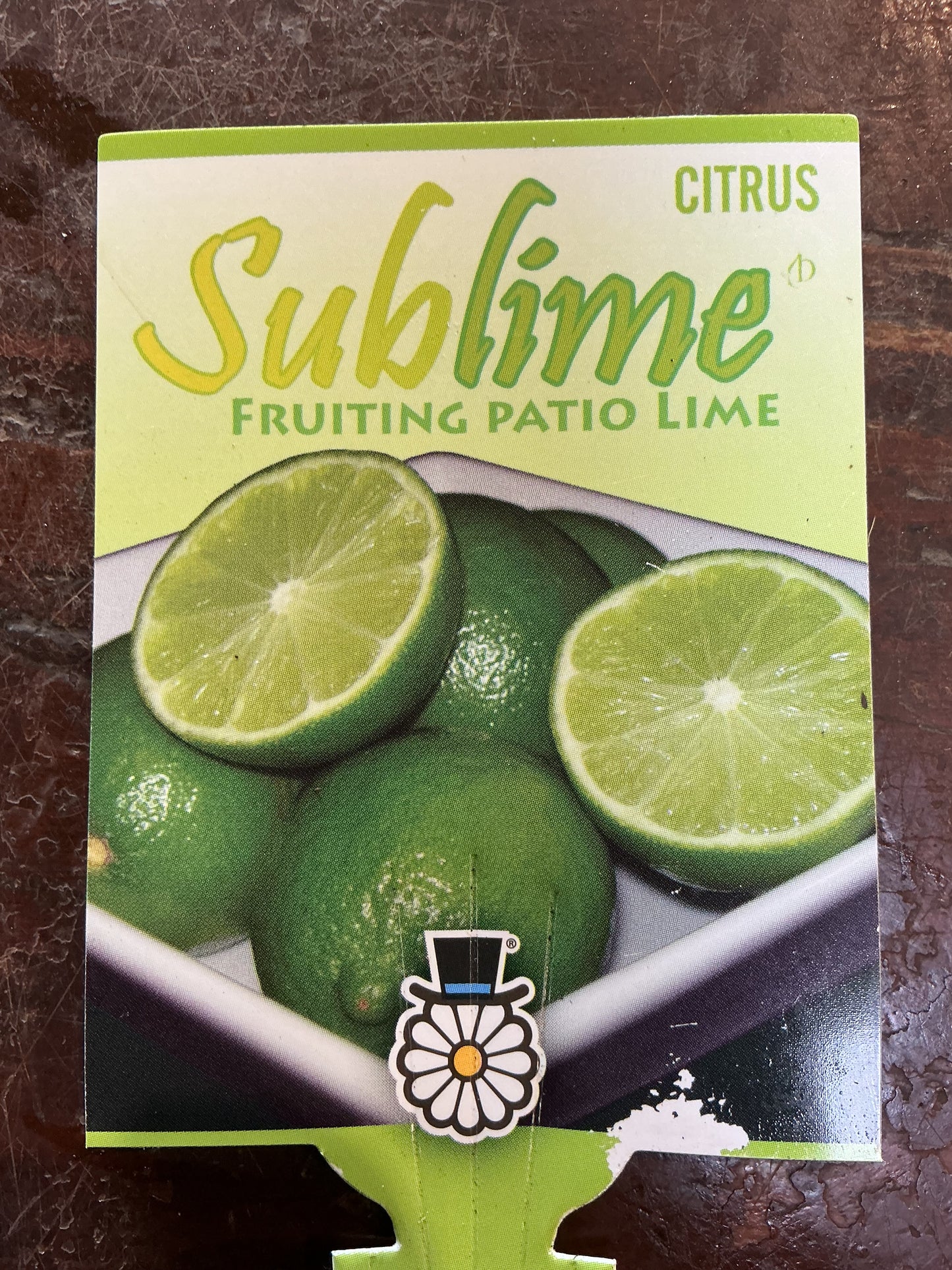 Patio Lime (Sublime)