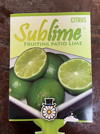 Patio Lime (Sublime)
