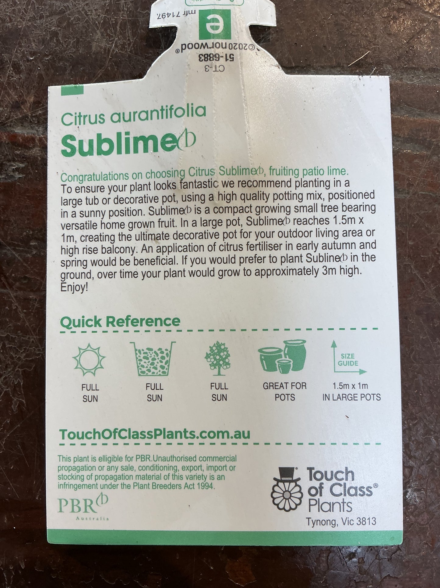 Patio Lime (Sublime)