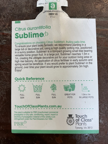 Patio Lime (Sublime)