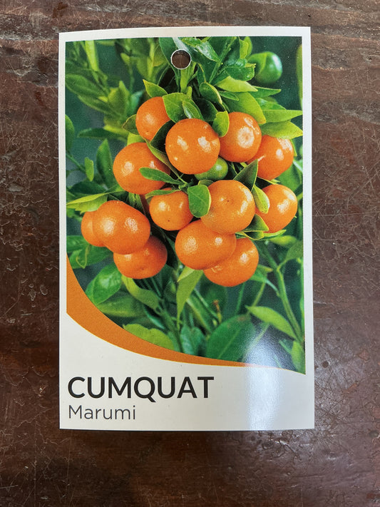 Cumquat (Marumi)