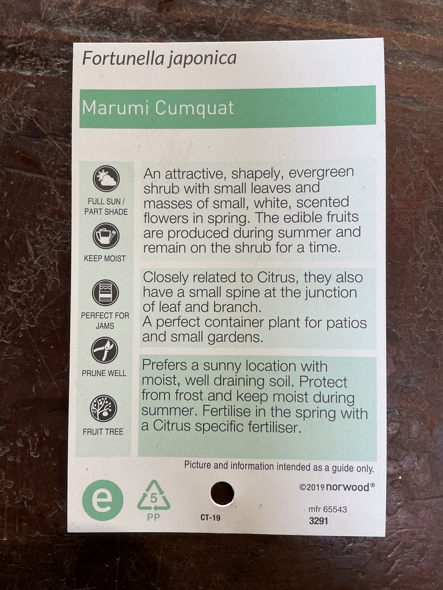 Cumquat (Marumi)