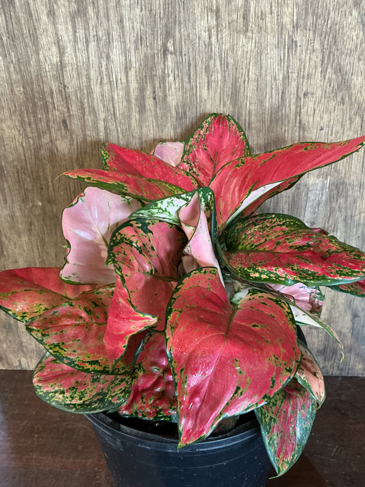 Aglaonema- Red (Chinese Lucky Plant)