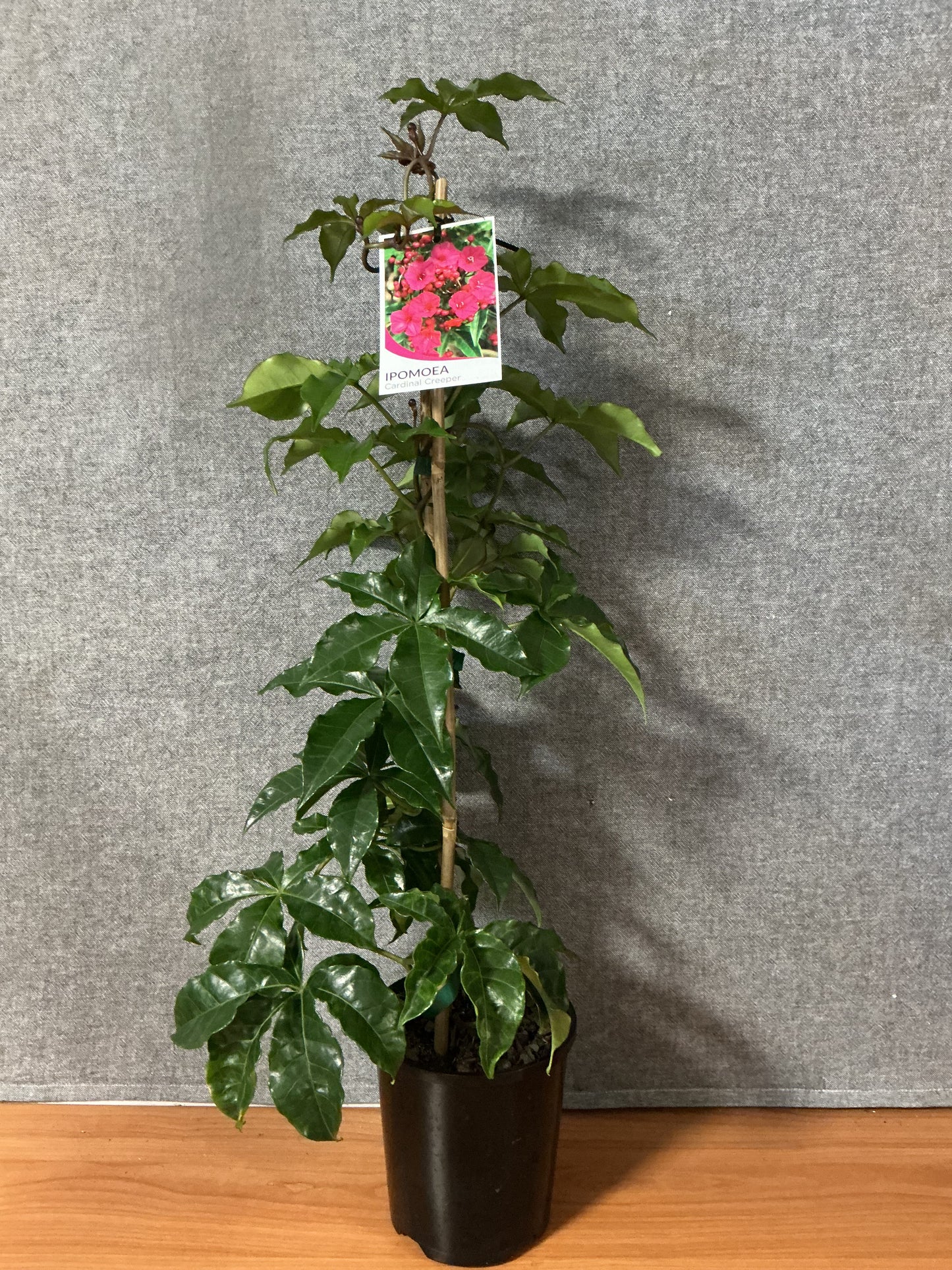 Cardinal Creeper (Ipomoea)