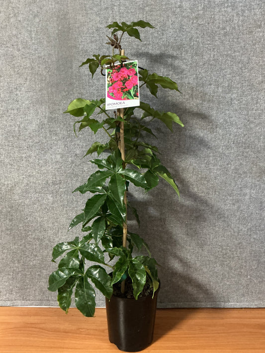 Cardinal Creeper (Ipomoea)