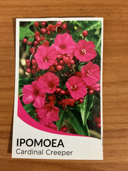 Cardinal Creeper (Ipomoea)