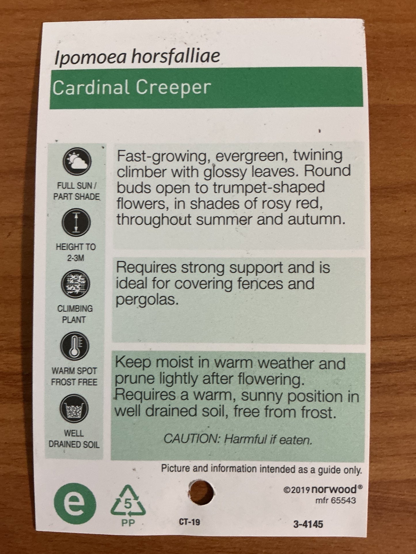 Cardinal Creeper (Ipomoea)