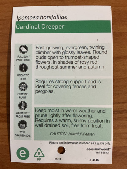 Cardinal Creeper (Ipomoea)