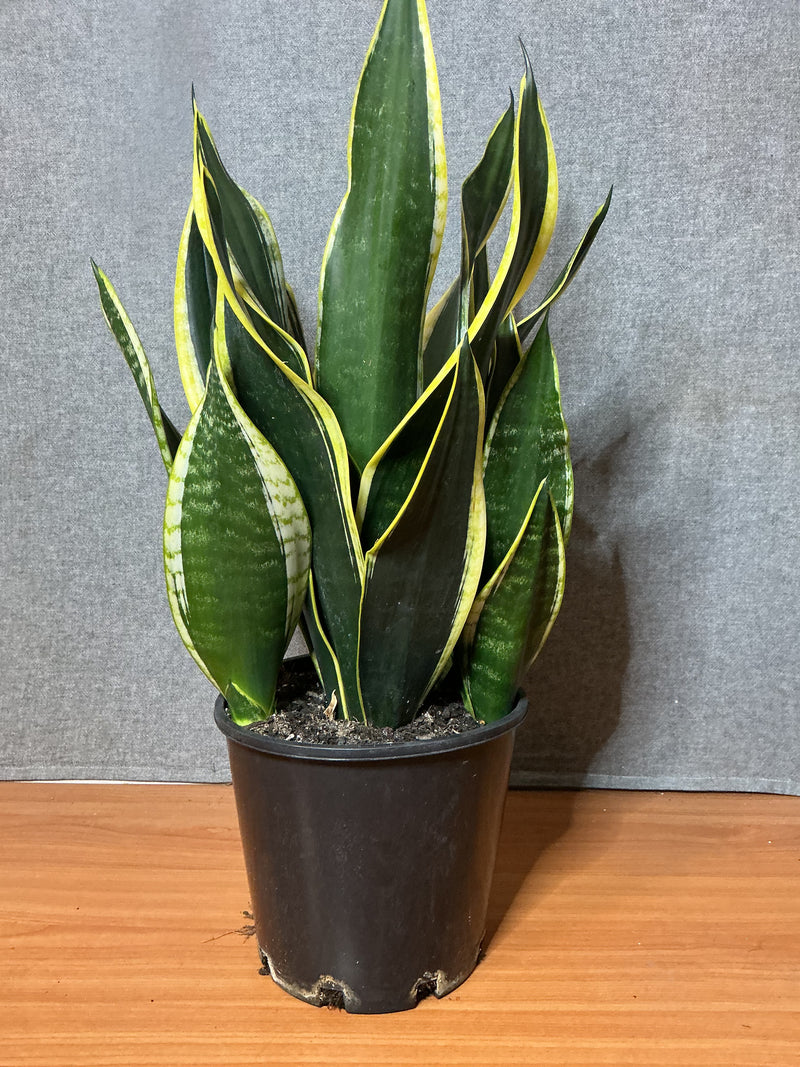 Sansevieria ‘Black Gold’
