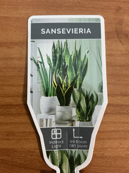 Sansevieria ‘Black Gold’