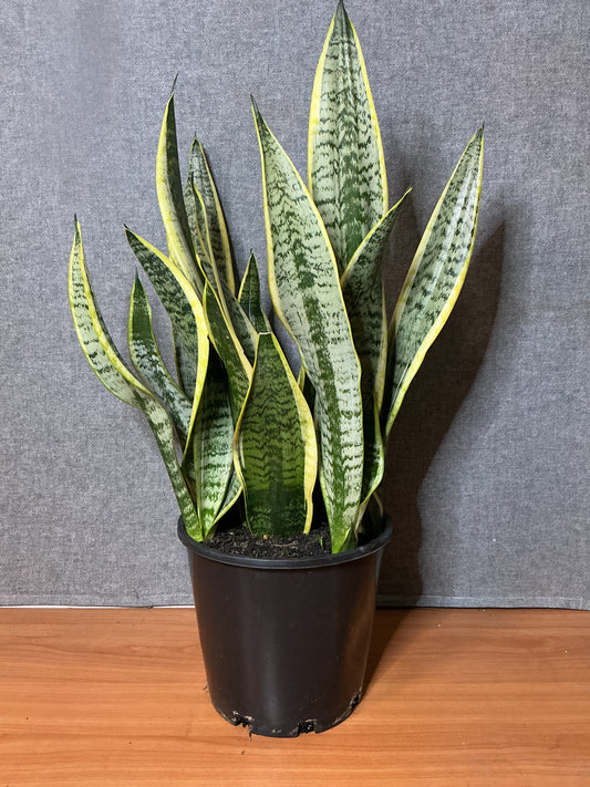 Sansevieria trifasciata ‘Snake Plant’