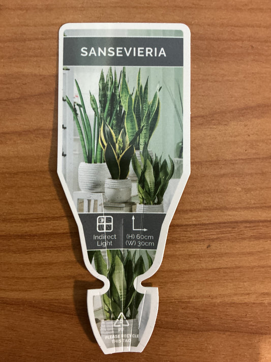 Sansevieria trifasciata ‘Snake Plant’