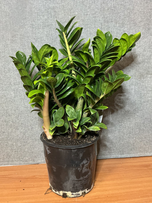 Zanzibar Gem ‘Zenzii’