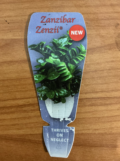 Zanzibar Gem ‘Zenzii’