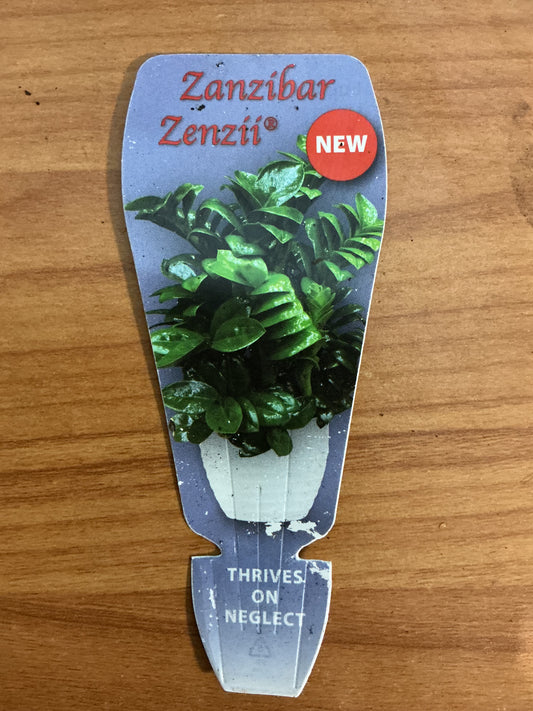 Zanzibar Gem ‘Zenzii’