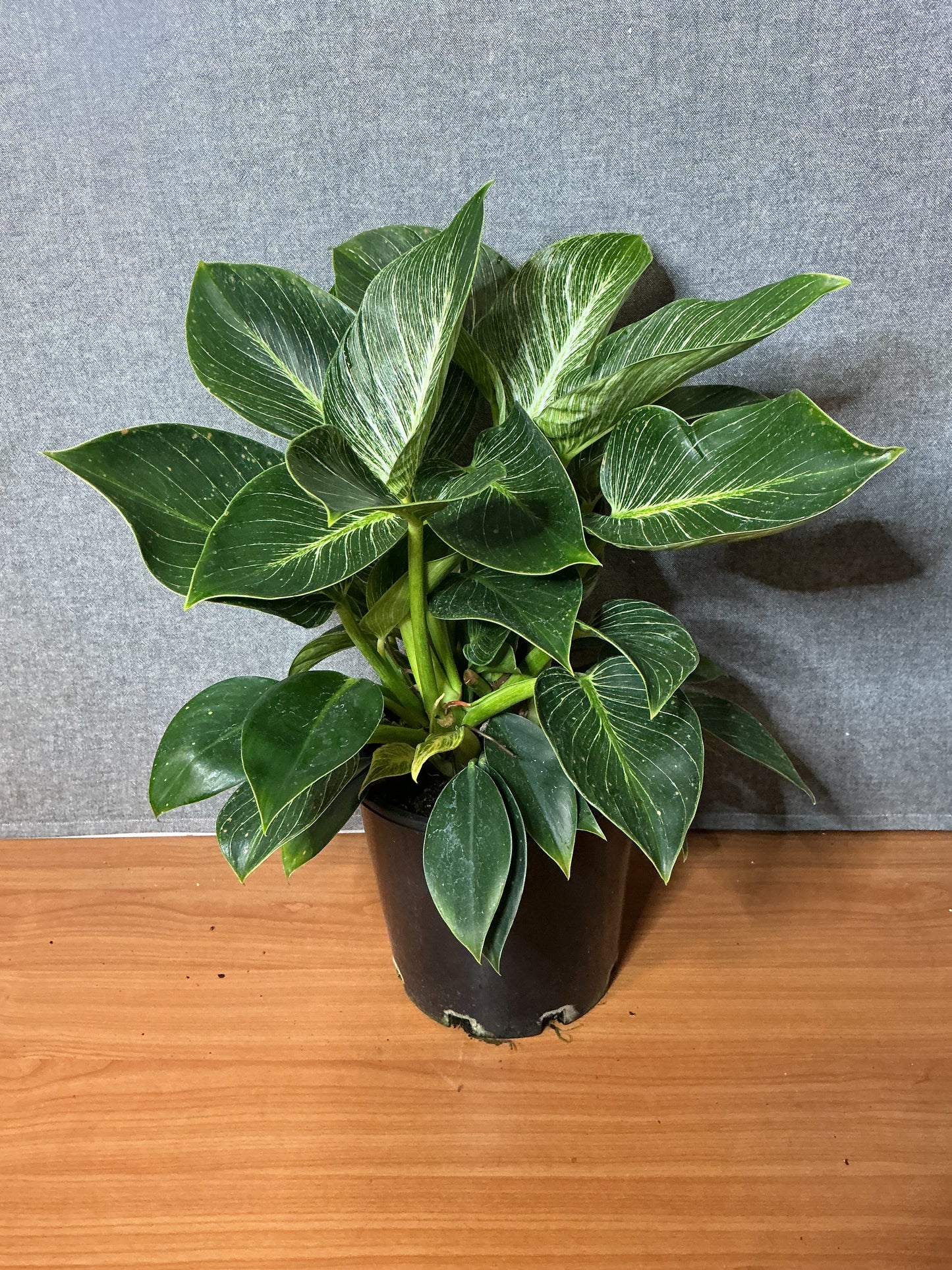 Philodendron ‘Birkin’
