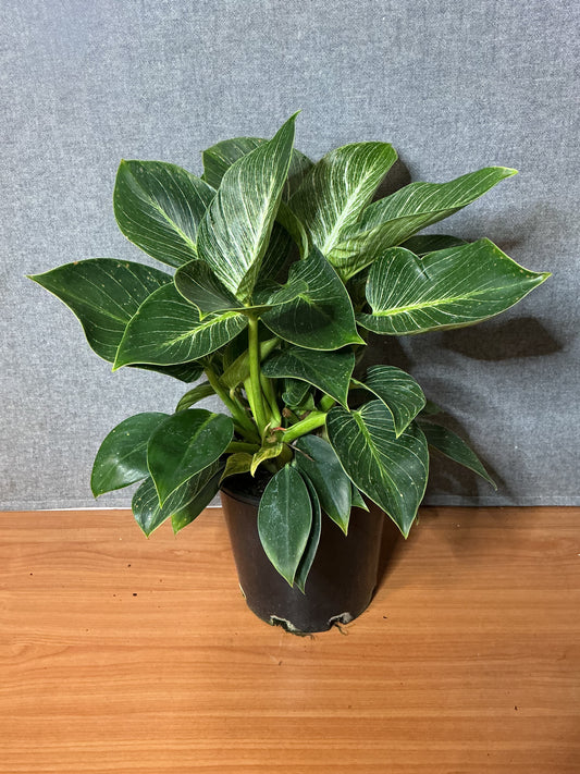 Philodendron ‘Birkin’