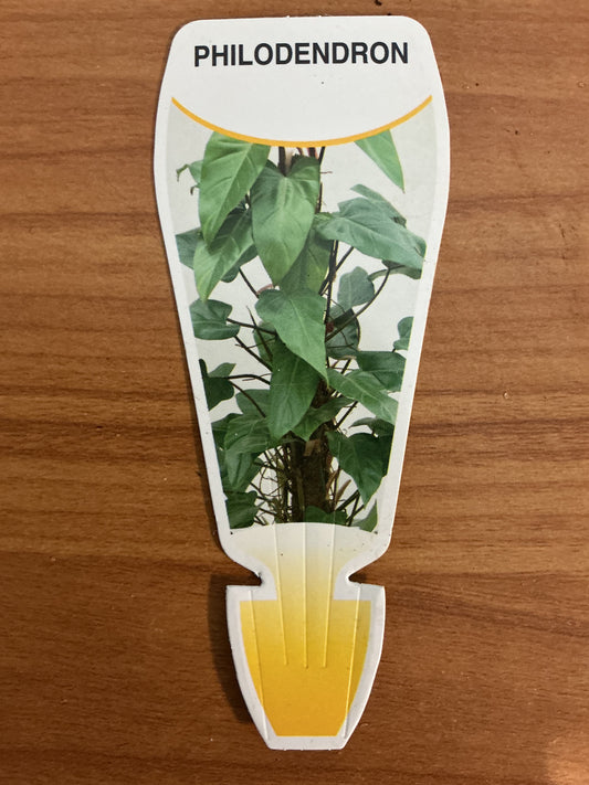 Philodendron ‘Birkin’