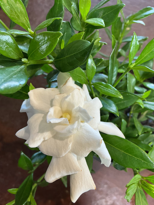 Gardenia radicans 'Groundcover Gardenia'