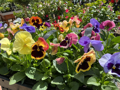 100mm Potted Colour